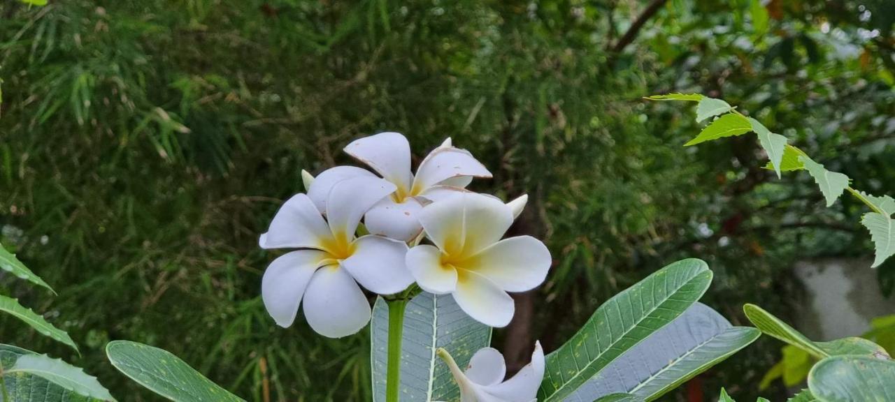 Sriyan Villa Beruwala Buitenkant foto